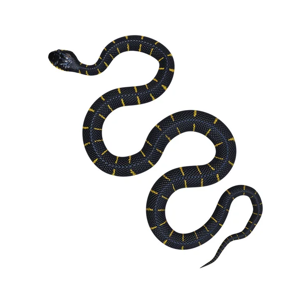 Мангрової Змії Ілюстрація — стокове фото