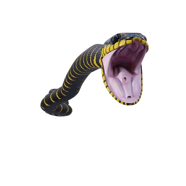 Мангровая Змея Иллюстрации — стоковое фото