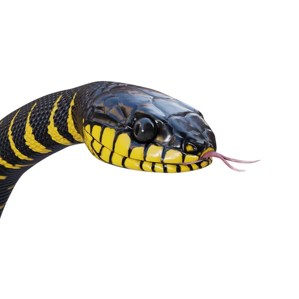 Manguezal Serpente Ilustração — Fotografia de Stock
