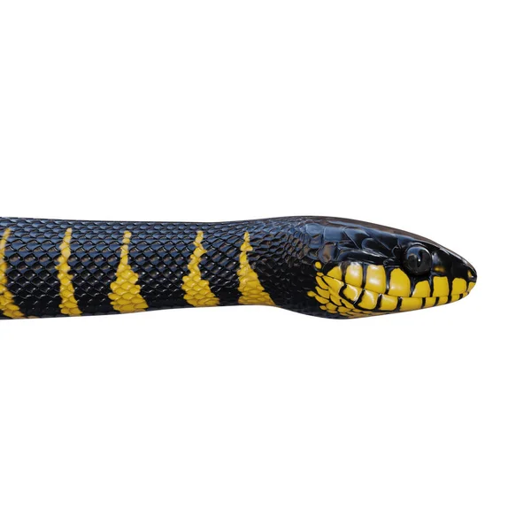 Mangrove Kígyó Illusztráció — Stock Fotó