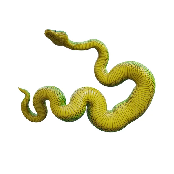 翡翠树Boa 3D插图 — 图库照片