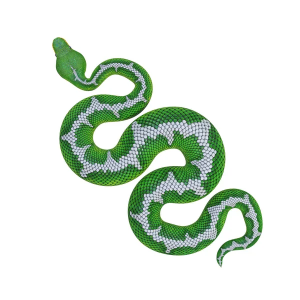 Emerald Träd Boa Illustration — Stockfoto