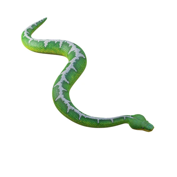 Emerald Tree Boa Illustration — Stock Photo, Image