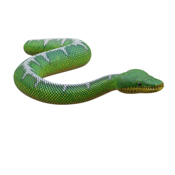 Emerald Tree Boa Illustration — Stock Photo, Image