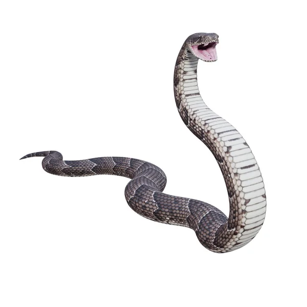 Puff Adder Illustration — 스톡 사진