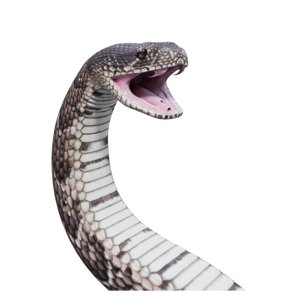 Puff Adder Illustration — 스톡 사진