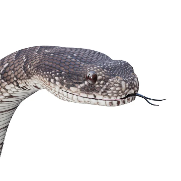 Puff Adder Illustrazione — Foto Stock