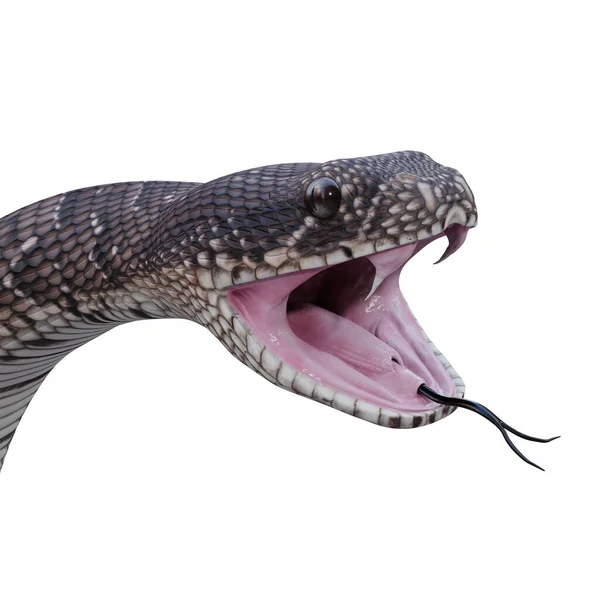 Puff Adder Illustrazione — Foto Stock