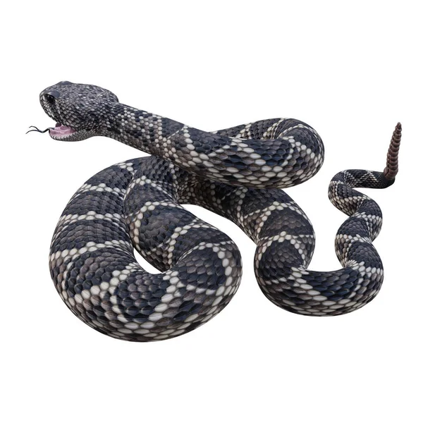 방울뱀 일러스트 — 스톡 사진