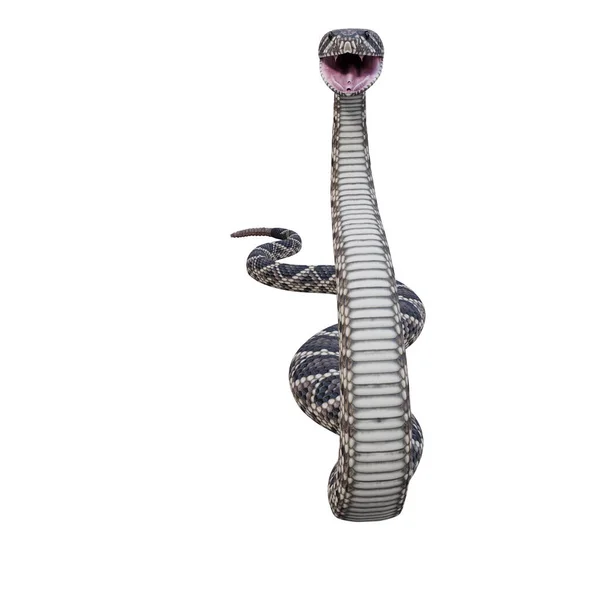 Ilustración Serpiente Cascabel Diamante Oriental —  Fotos de Stock