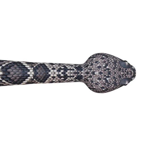 방울뱀 일러스트 — 스톡 사진