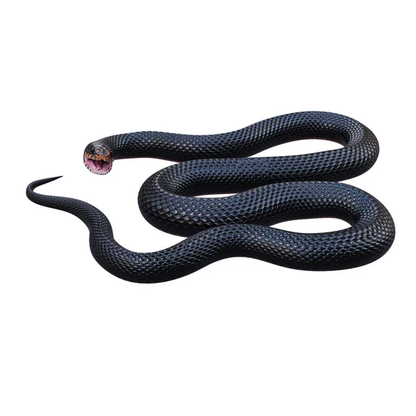 Краснобрюхая Чёрная Змея — стоковое фото