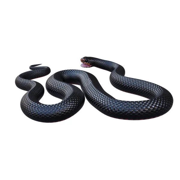 Rojo Vientre Negro Serpiente Ilustración —  Fotos de Stock