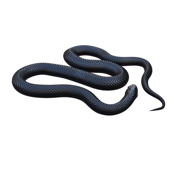 Rosso Ventre Nero Serpente Illustrazione — Foto Stock