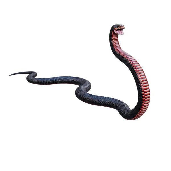 Serpent Noir Ventre Rouge Illustration — Photo