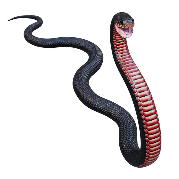 赤い腹の黒いヘビの3Dイラスト — ストック写真