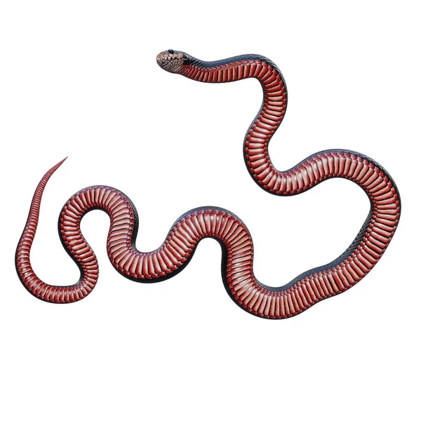 Rojo Vientre Negro Serpiente Ilustración — Foto de Stock