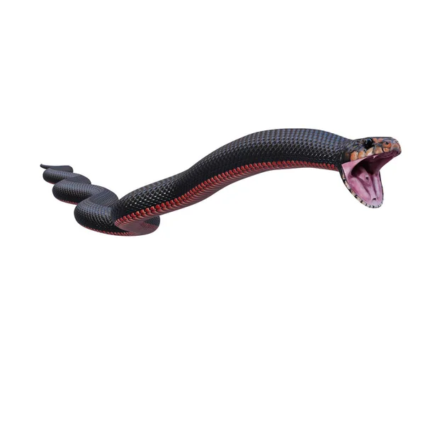 Červený Břicho Černý Had Ilustrace — Stock fotografie