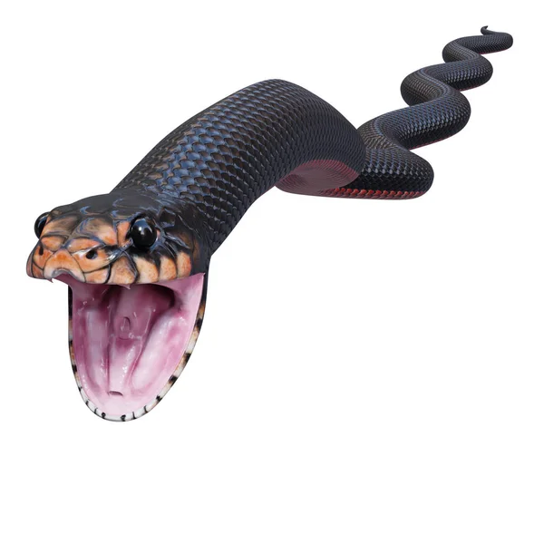 红色腹黑蛇3D插图 — 图库照片