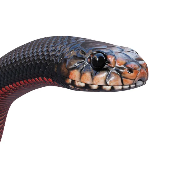 Чорна Змія Червоного Кольору Ілюстрація — стокове фото