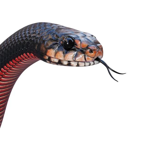 赤い腹の黒いヘビの3Dイラスト — ストック写真