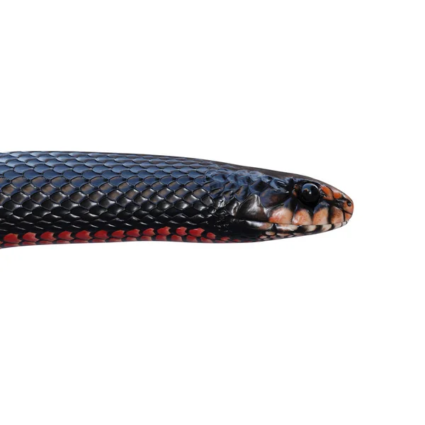 Vermelho Barriga Cobra Preta Ilustração — Fotografia de Stock