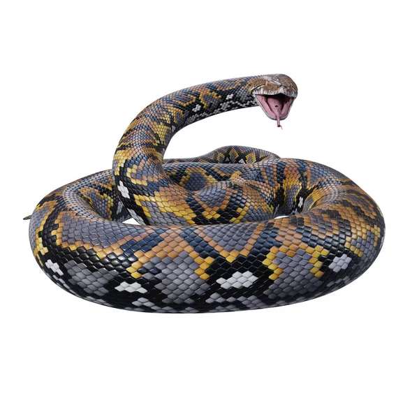 Reticulated Python Illustration — Stock Photo, Image
