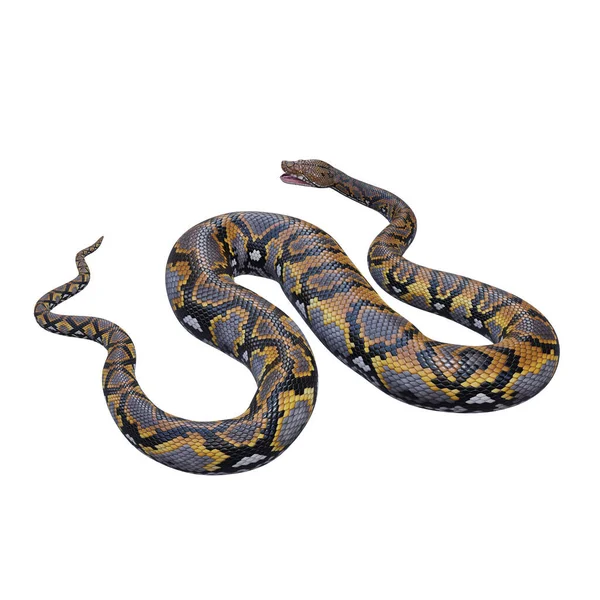 Ilustração Reticulada Python — Fotografia de Stock
