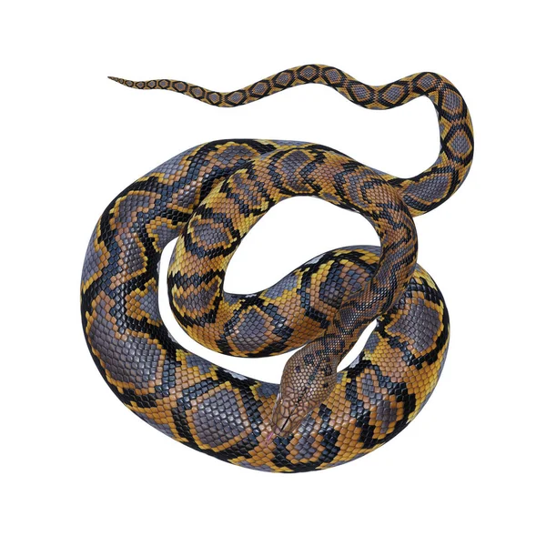 网状蟒蛇3D图解 — 图库照片