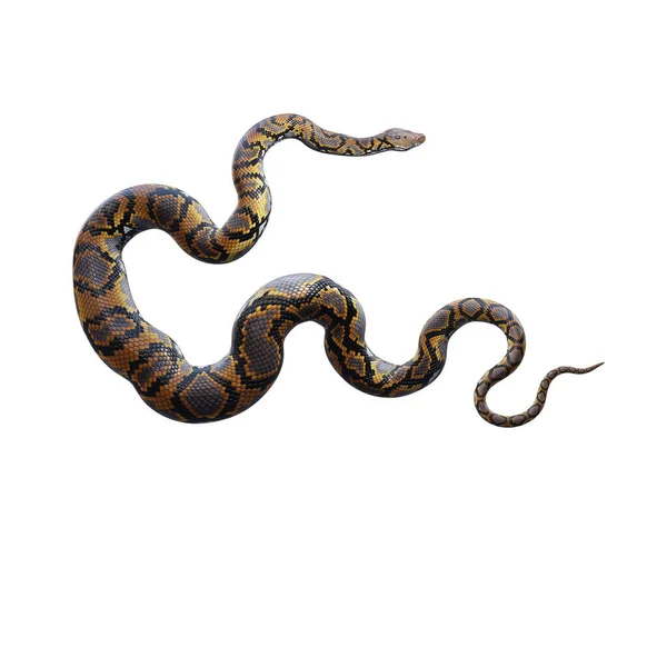 Gedetailleerde Python Illustratie — Stockfoto