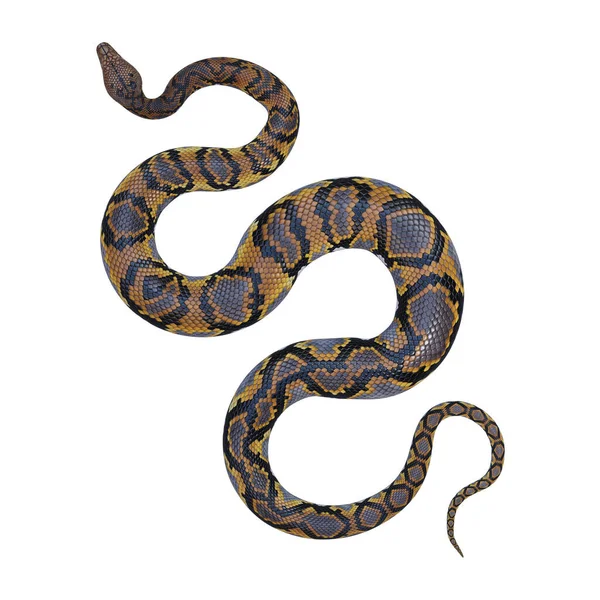 Ilustração Reticulada Python — Fotografia de Stock
