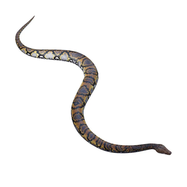 Reticulated Python Illustration — Stock Photo, Image