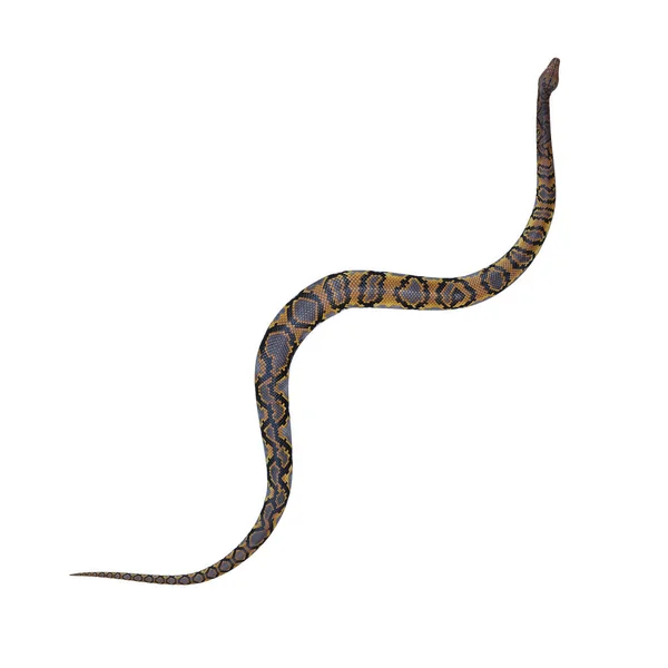 Ilustracja Pythona — Zdjęcie stockowe