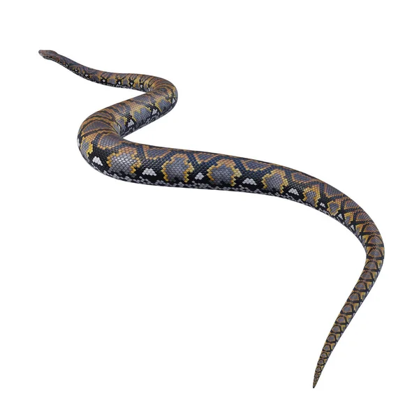 Gedetailleerde Python Illustratie — Stockfoto