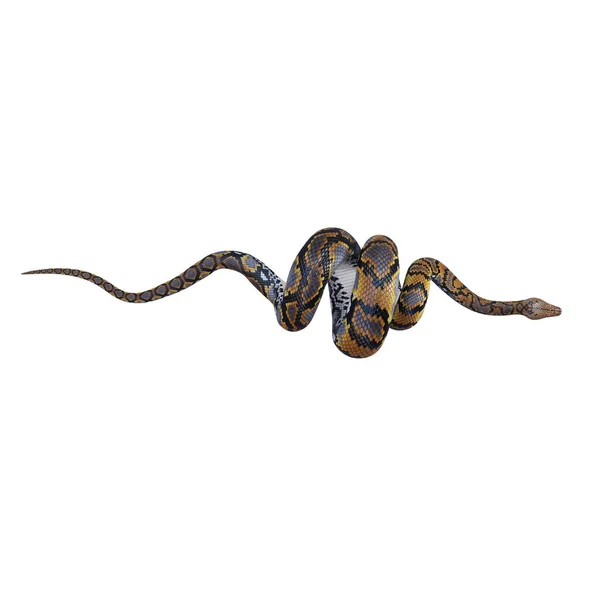 Reticulated Python Illustration — Stock Photo, Image