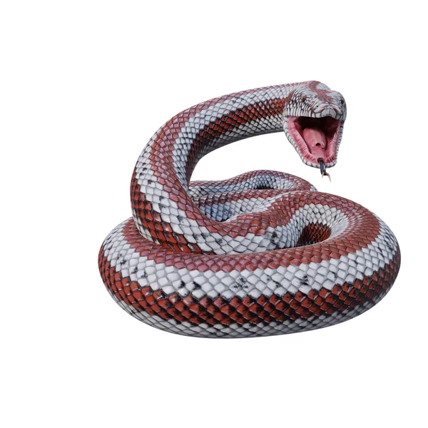 Rosy Boa 3Dイラスト — ストック写真