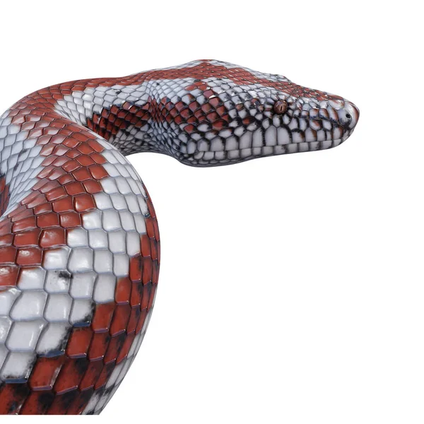 Rosy Boa Illustration — Stockfoto