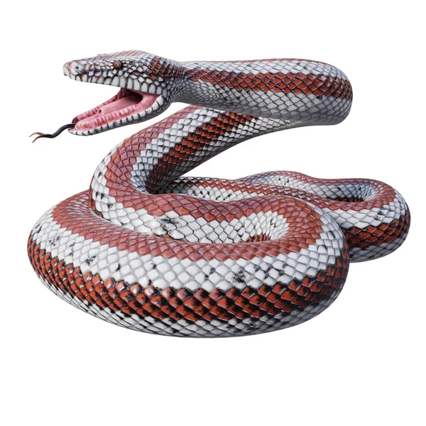 Rosy Boa Illustration — 스톡 사진