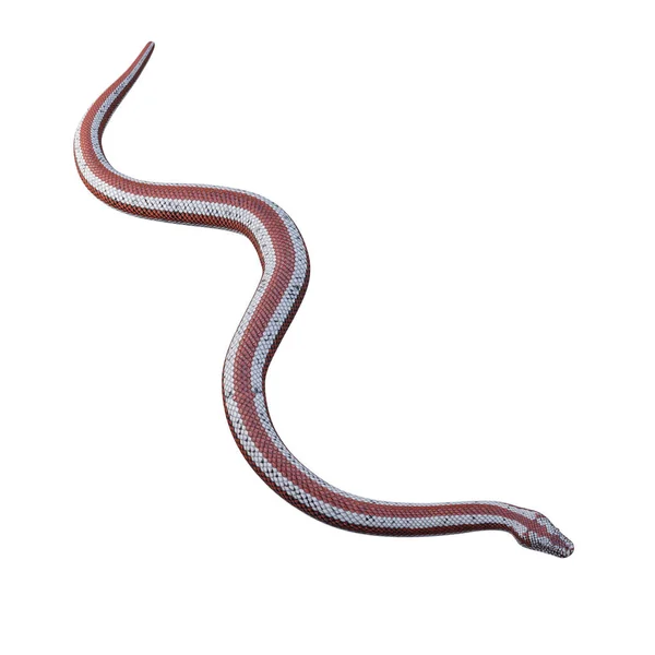 Rosy Boa 3Dイラスト — ストック写真