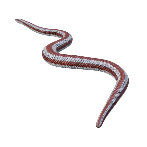 Ilustración Rosy Boa — Foto de Stock