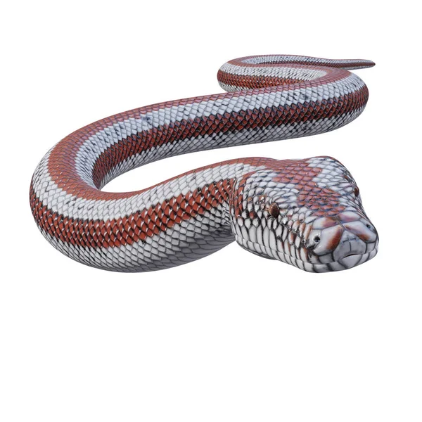 Rosy Boa Illustration — Stock Photo, Image