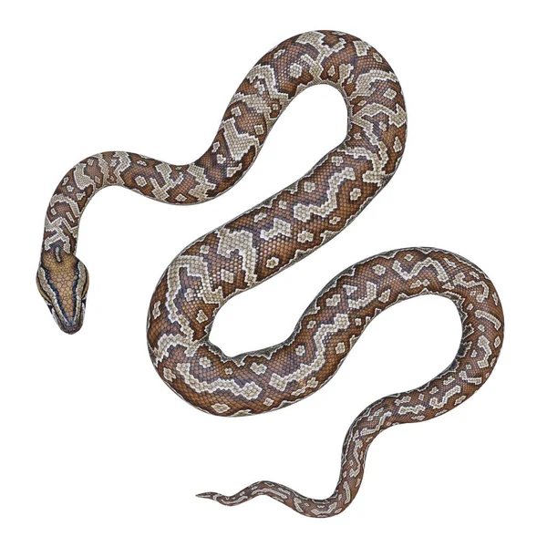 Södra Afrikanska Rock Python Illustration — Stockfoto
