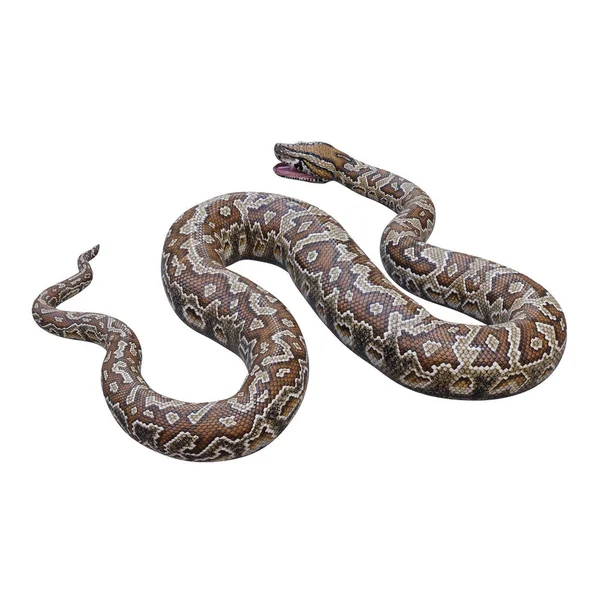 2008 Southern African Rock Python Illustration — 스톡 사진