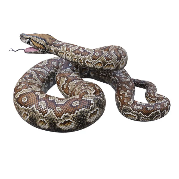 Södra Afrikanska Rock Python Illustration — Stockfoto