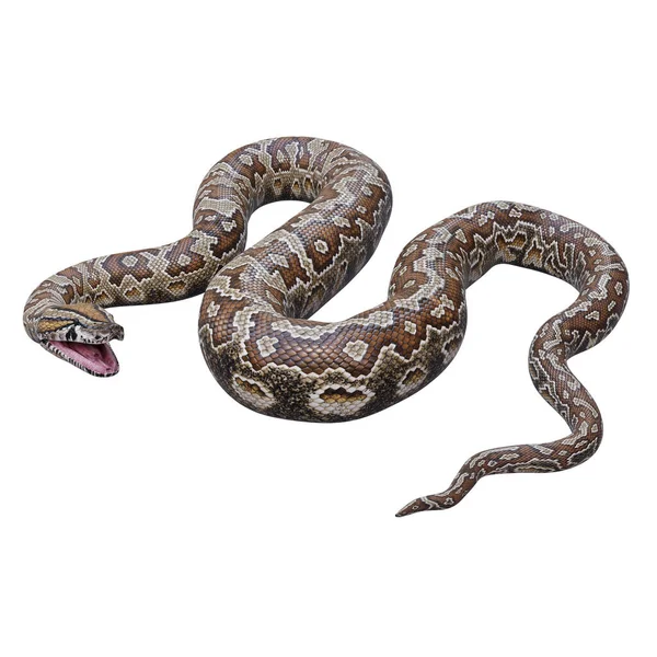 Södra Afrikanska Rock Python Illustration — Stockfoto