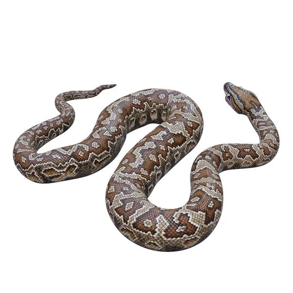 2008 Southern African Rock Python Illustration — 스톡 사진