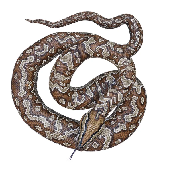 Southern African Rock Python Illustration — Stock Photo, Image