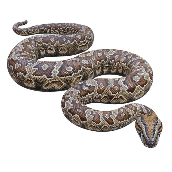 2008 Southern African Rock Python Illustration — 스톡 사진