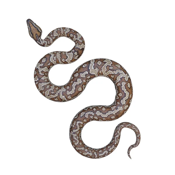 Södra Afrikanska Rock Python Illustration — Stockfoto