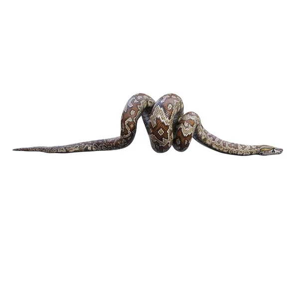 南部非洲岩石蟒蛇3D图解 — 图库照片